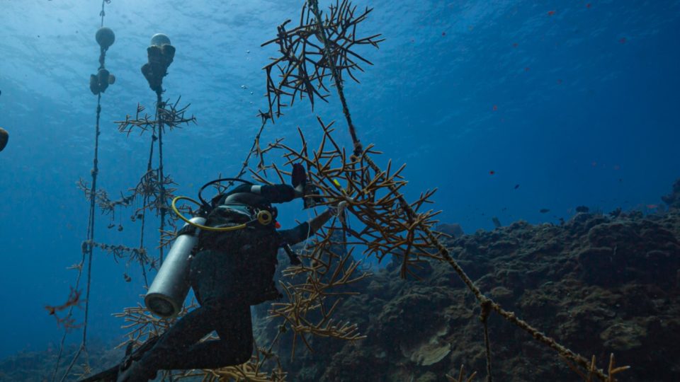 echoes of the sanctuary ocean space