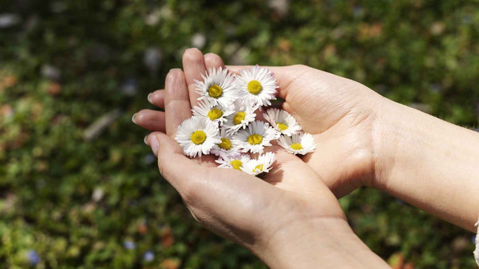 hand-holding-elegant-flower