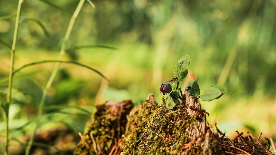 Red ants run on an old stump, a blueberry bush against the backdrop of a forest. Green forest background with free space copy. The idea of the ecosystem of nature, care for the well-being of ecology